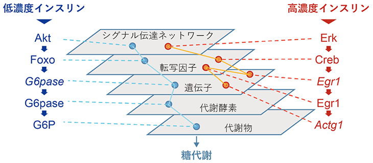 図３　選択的なネットワーク使用の一例