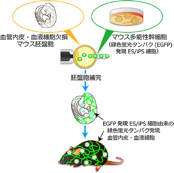 図１　本研究の概略図