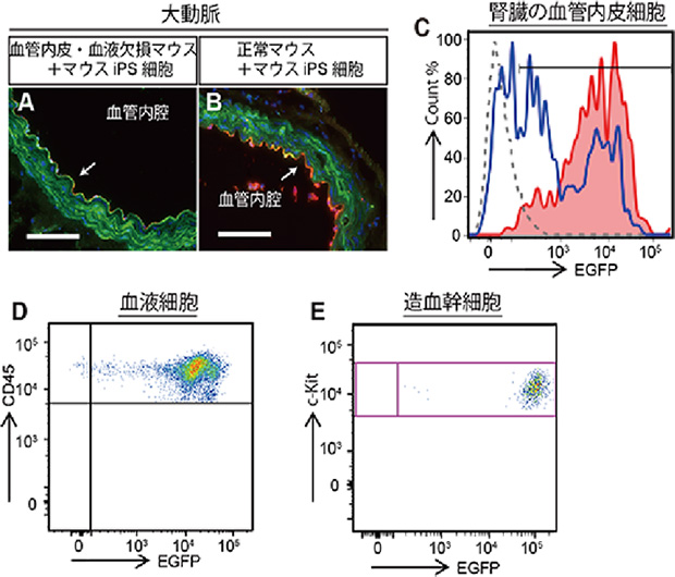 図２　成体まで発育した血管内皮・血液細胞欠損マウス体内に作製されたマウス多能性幹細胞由来の血管内皮および血液細胞