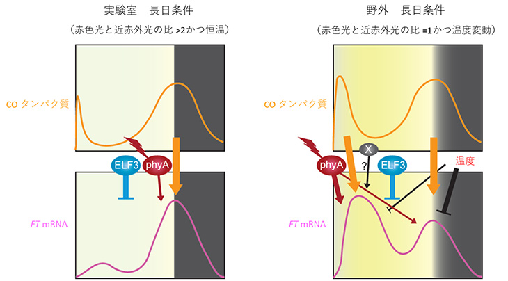 å³ï¼ãï¼¦ï¼´éºä¼å­ã®å¶å¾¡æ©æ§