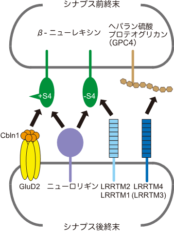 図１　ＮｒｘｎとＬＲＲＴＭが関わるシナプスオーガナイザー間の選択的な相互作用