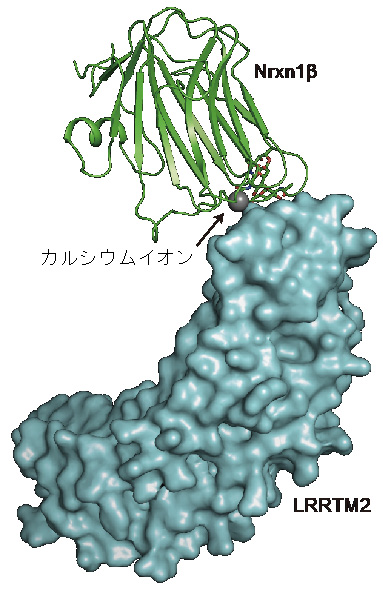 図２　今回の解析で明らかになったＮｒｘｎ１β–ＬＲＲＴＭ２複合体の立体構造