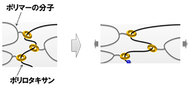 図１（ｂ）ポリロタキサンを架橋した環動ポリマー構造の模式図