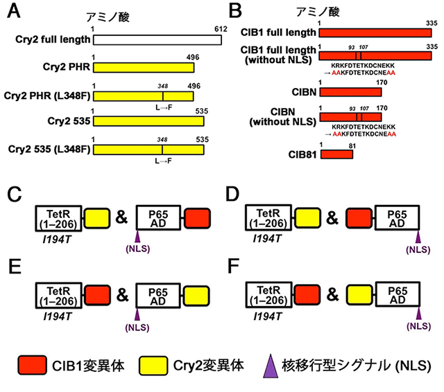 遺伝子のスイッチを「光」と「薬剤」で制御できる新技術を開発