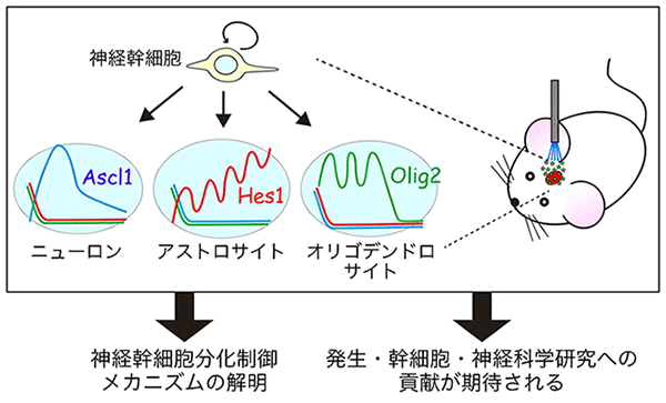 図４