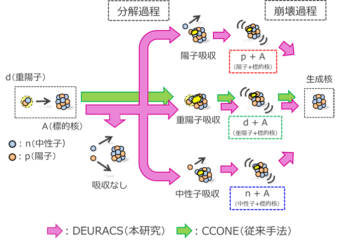 図１　重陽子による核反応からの原子核生成のイメージ図