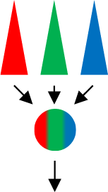 図１　目（色覚）での光の色を検出する仕組み