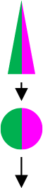 図２　ゼブラフィッシュ松果体での色検出の仕組み