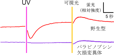 図３　パラピノプシン１種類により色検出が行なわれていることを示すカルシウムイメージングの結果