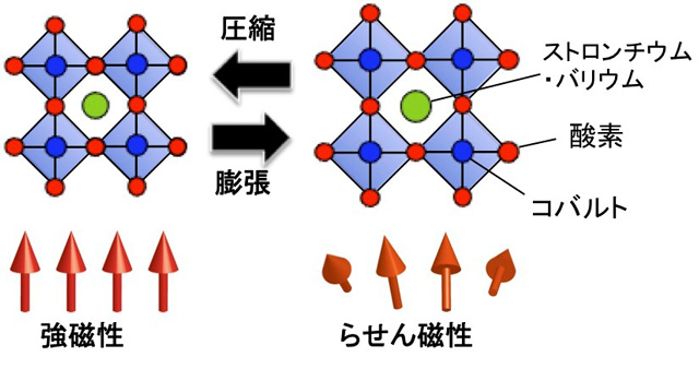 Ｓｒ１－ｘＢａｘＣｏＯ３の結晶構造と元素置換に伴う膨張・圧縮による磁性変化の概略図