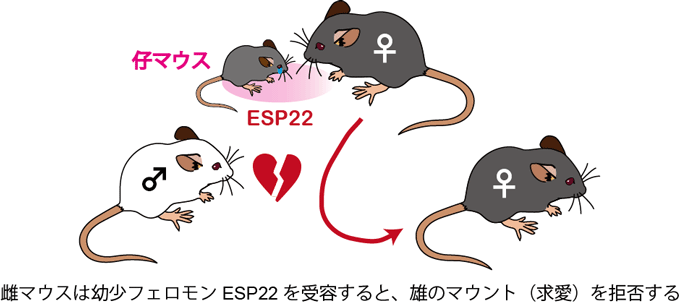 図１　仔マウスの涙液中に含まれる幼少フェロモンＥＳＰ２２は雌マウスの性行動を抑制する