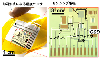 図１　開発した電荷転送型高感度フレキシブルｐＨセンサーとフレキシブル温度センサーデバイス