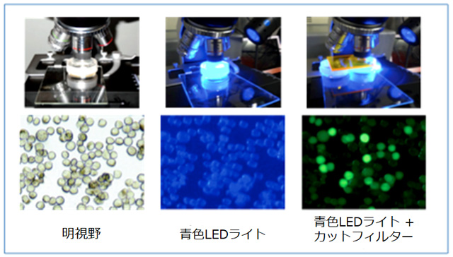 写真１　ＢｍＮ４細胞で発現したＧＦＰの顕微鏡を用いた観察結果