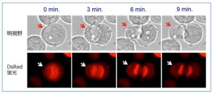 写真２　核移行型ＤｓＲｅｄを用いた細胞分裂時における核の挙動の顕微鏡観察結果
