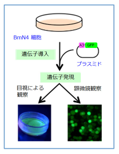 図１　ＧＦＰ遺伝子の遺伝子導入と発現観察の手順