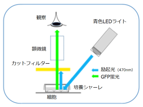 図２　青色ＬＥＤとカットフィルターを用いたＧＦＰ蛍光観察の原理