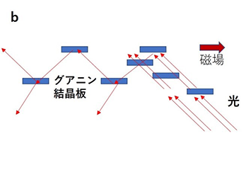 図２　（b）キラキラを増す（水中浮遊フォトニック結晶型光干渉法の）原理
