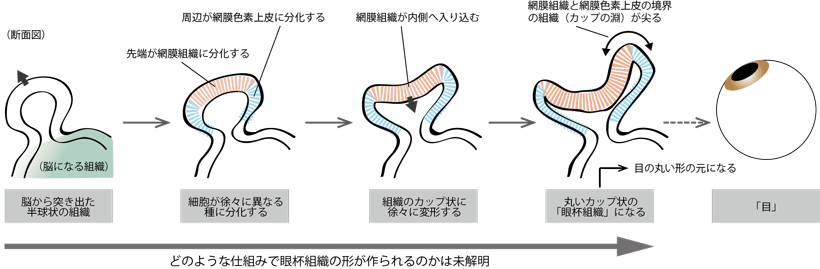 図１　目の丸い形の元となる眼杯組織の形作り