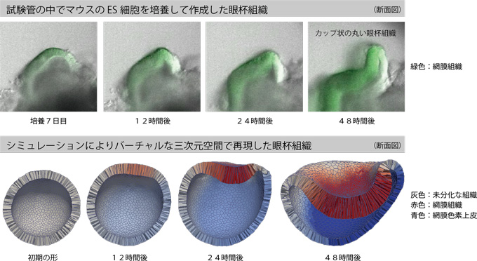 図２　シミュレーションにより再現した眼杯組織の形作り