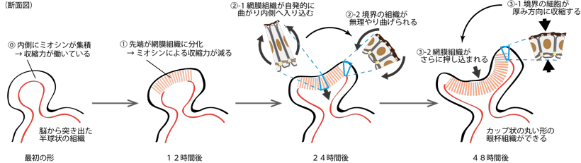 図３　１つ１つの細胞が機械的な力を通して眼杯組織全体の丸い形を調整する