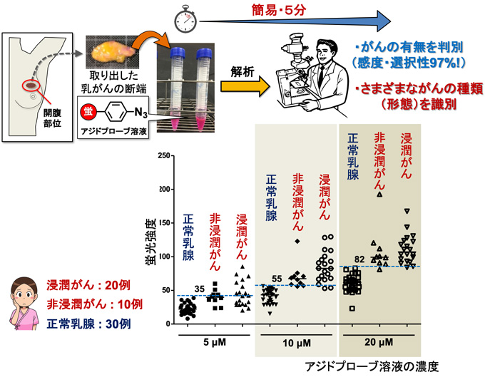 図４　アジドプローブを用いた乳がん患者から摘出したがん細胞の判別結果