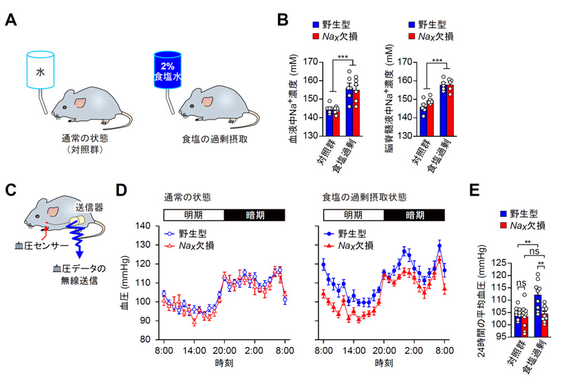 食塩の過剰摂取によって高血圧が発症する脳の仕組みを解明～新たな治療薬の開発に期待～
