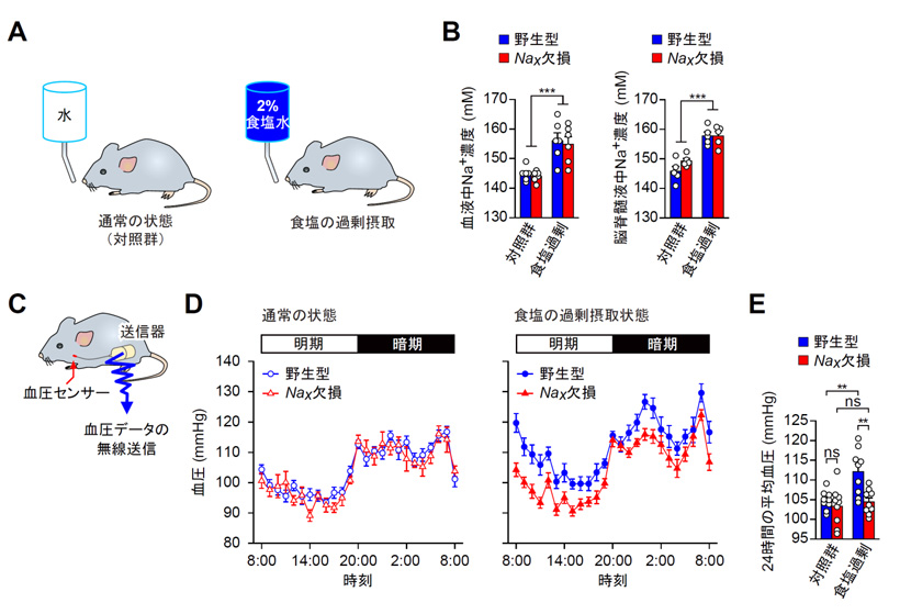 図１　Ｎａｘ遺伝子欠損マウスは食塩を大量に摂取しても血圧が上昇しない
