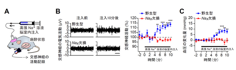 図２　Ｎａｘ遺伝子欠損マウスは脳脊髄液のＮａ＋度が上昇しても、交感神経活動の亢進や血圧上昇が起こらない
