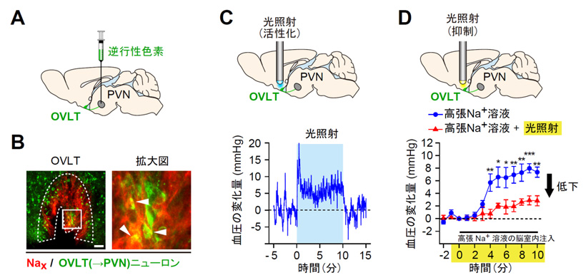 図３　Ｎａｘによる血圧上昇は、ＯＶＬＴ（→ＰＶＮ）ニューロンの活性化を介して起こっている