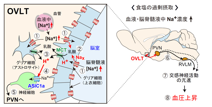 図５　体液のＮａ＋度上昇に応答した血圧上昇を担う脳内の仕組み