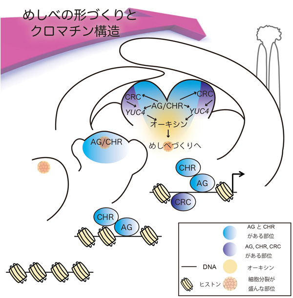 図１　めしべの形づくりとクロマチン構造