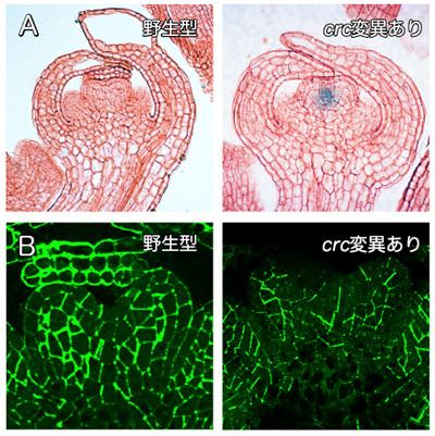 図２　野生型とｃｒｃ変異を持つめしべ原基での細胞分裂と細胞壁の様子