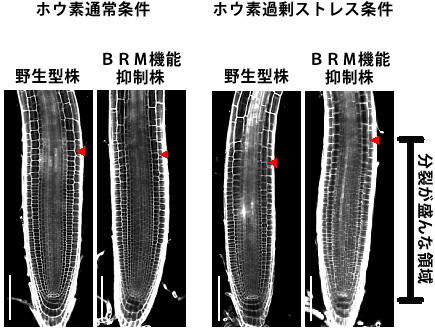 植物におけるホウ素毒性メカニズムの一端を解明