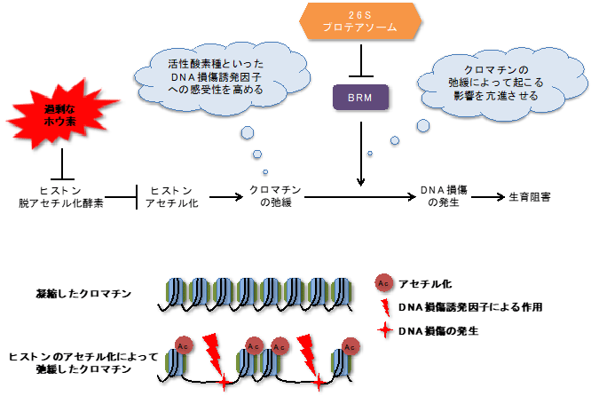 図２　ホウ素過剰ストレスによるＤＮＡ損傷の発生と緩和のメカニズム