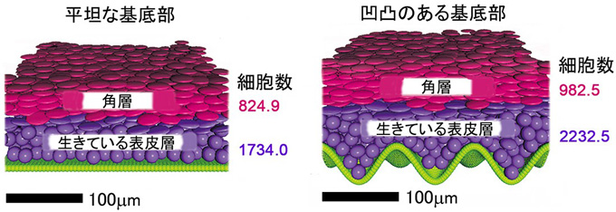 図１　数理モデルに対するコンピューターシミュレーションによって表された表皮モデル画像
