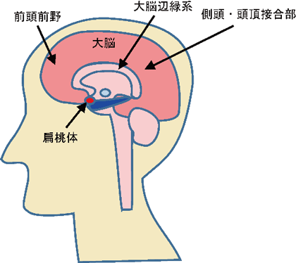 図４　脳部位の相対関係