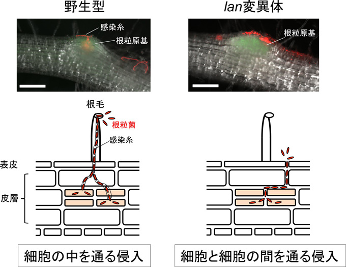 図１　野生型植物とｌａｎ変異体の根粒形成の様子