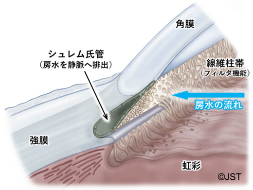 図１　ヒト眼球における角膜輪部と隅角の詳細構造