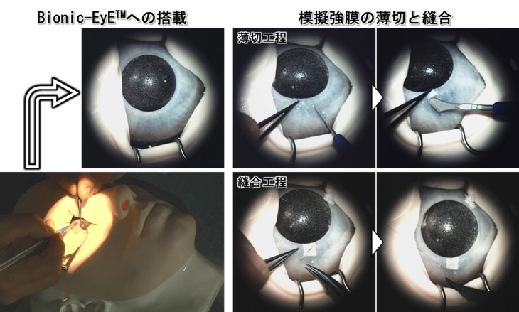 図３　作製した眼球モデルのＢｉｏｎｉｃ－ＥｙＥ™への搭載（左）と模擬強膜の薄切りと縫合（右）