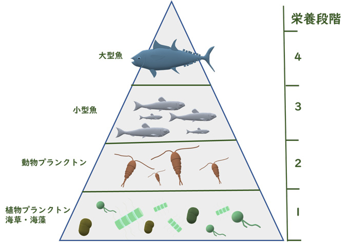 図２　海の食物連鎖と栄養段階