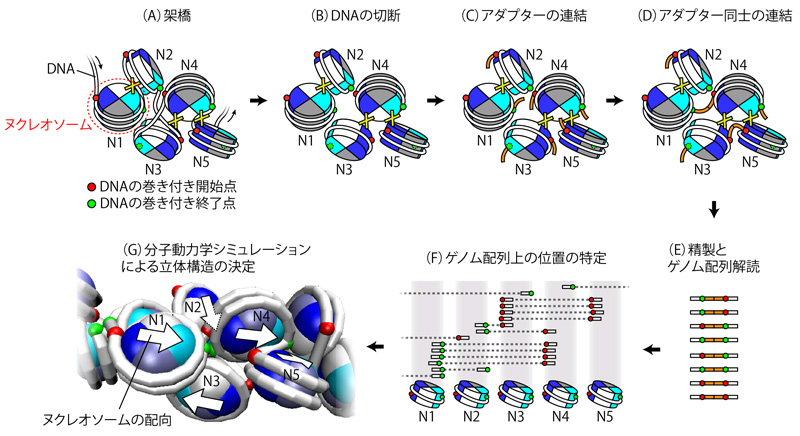 共同発表 世界最高分解能で全ゲノムの３次元構造を解明 ゲノムの基本構造単位の発見