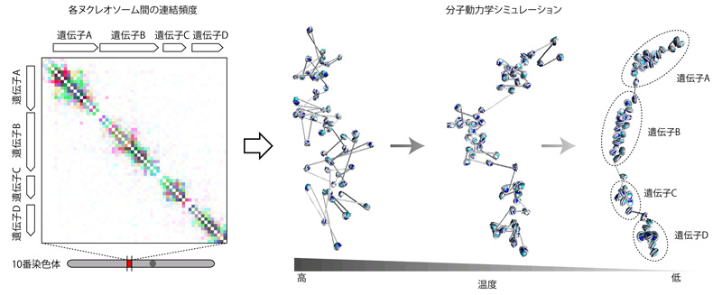 図２　分子動力学シミュレーションによる３次元構造の導出