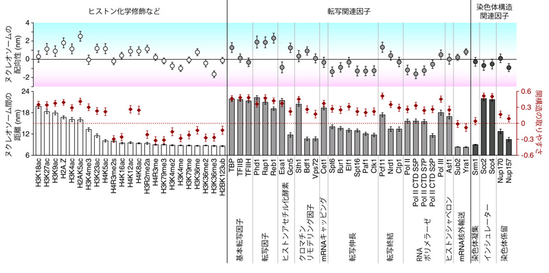 図４　エピゲノム因子によるヌクレオソームの配置構造の変化