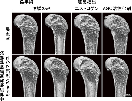 図１　卵巣摘出手術を施した骨芽細胞系列細胞特異的Ｓｅｍａ３Ａ欠損マウスに対するエストロゲンとｓＧＣ活性化剤の効果