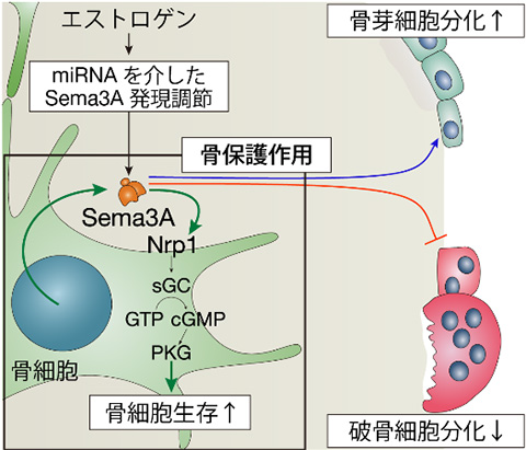 図２　骨細胞のＳｅｍａ３Ａを介した自己制御ループによる骨保護作用