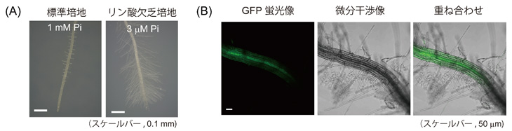 図２　根毛の伸長を促進したシロイヌナズナの根でのＧＦＰ蛍光画像