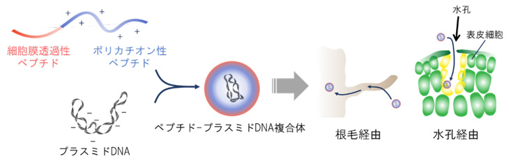 図３　ペプチド－プラスミドＤＮＡ複合体は「根毛」または「水孔」経由で取り込まれる