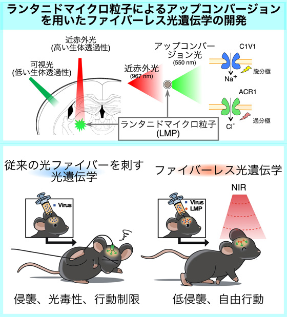 図２　ランタニドマイクロ粒子によるアップコンバージョンを用いたファイバーレス光遺伝子の図解