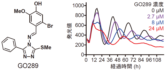 図１　今回発見した化合物ＧＯ２８９の化学構造と概日リズムに対する作用
