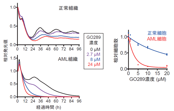 図２　ＧＯ２８９が急性骨髄性白血病（ＡＭＬ）モデルマウス由来の脾臓の組織培養系において概日リズムに与える影響